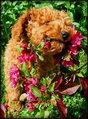 Kents Hill Labradoodle Red Puppy